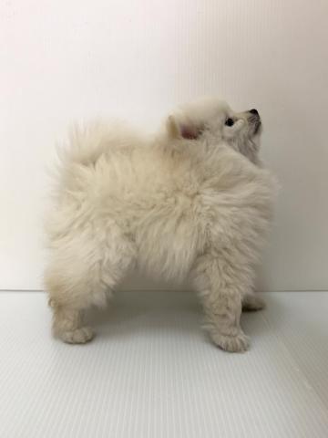 ポメラニアン