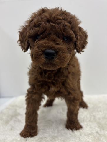 和歌山県のトイプードル(トイ) (ペットアミ 那賀店/2025年12月12日生まれ/女の子/レッド)の子犬の1枚目の画像