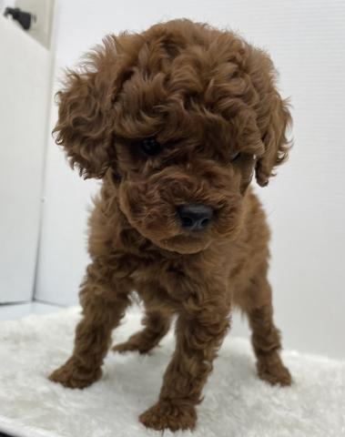 和歌山県のトイプードル(トイ) (ペットアミ 那賀店/2025年12月12日生まれ/女の子/レッド)の子犬の2枚目の画像