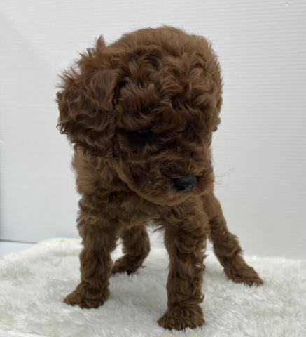 和歌山県のトイプードル(トイ) (ペットアミ 那賀店/2025年12月12日生まれ/女の子/レッド)の子犬の3枚目の画像