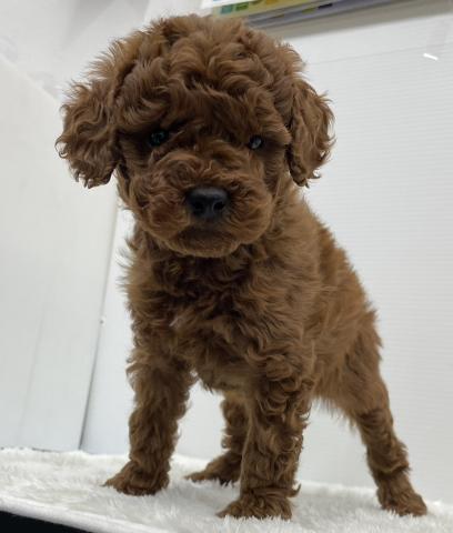 和歌山県のトイプードル(トイ) (ペットアミ 那賀店/2025年12月12日生まれ/女の子/レッド)の子犬の4枚目の画像