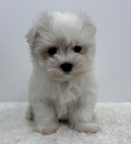 和歌山県のMIXポメラニアン✕マルチーズ (ペットアミ 那賀店/2025年12月13日生まれ/男の子/パ-ティ)の子犬の1枚目の画像