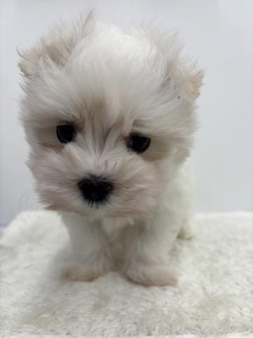 和歌山県のMIXポメラニアン✕マルチーズ (ペットアミ 那賀店/2025年12月13日生まれ/男の子/パ-ティ)の子犬の2枚目の画像