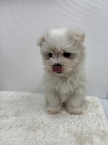 和歌山県のMIXポメラニアン✕マルチーズ (ペットアミ 那賀店/2025年12月13日生まれ/男の子/パ-ティ)の子犬の4枚目の画像