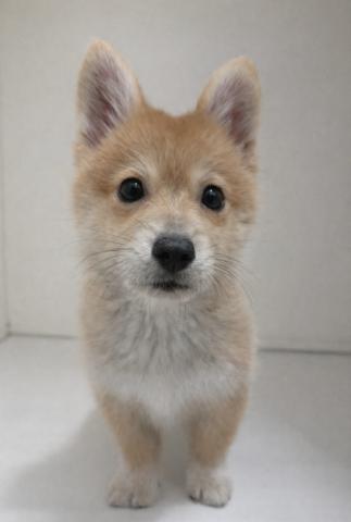 新潟県のハーフ犬・ミックス犬 (ペットアミ 三条四日町店/2025年10月1日生まれ/男の子/セーブルホワイト)の子犬の3枚目の画像