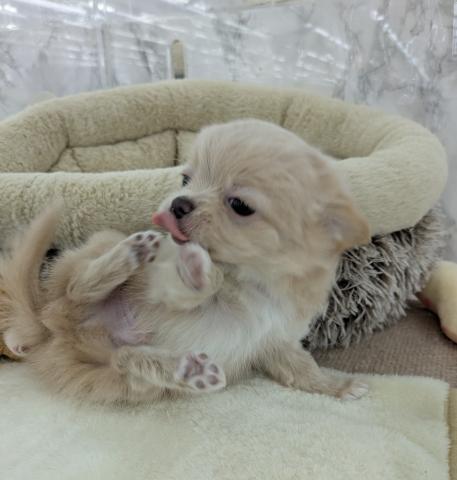 チワワ（ロングコート）