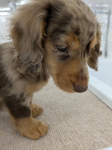 ミニチュアダックスフンド