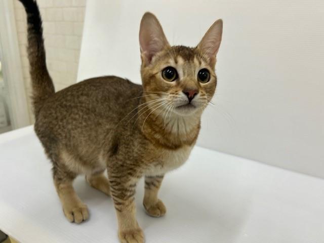 秋田県のMIX（雑種） (ペットアミ 秋田卸町店/2025年9月6日生まれ/男の子/ルディ)の子猫の2枚目の画像