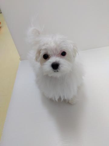 千葉県のマルチーズ (ペットアミ 館山店/2025年9月12日生まれ/男の子/ホワイト)の子犬