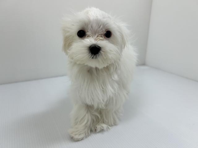 千葉県のマルチーズ (ペットアミ 館山店/2025年9月12日生まれ/男の子/ホワイト)の子犬の3枚目の画像