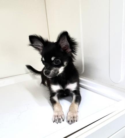 チワワ(ロングコート)