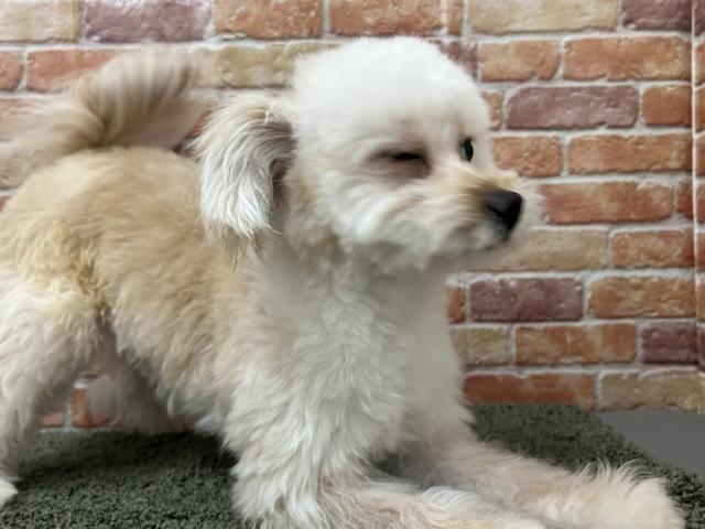 石川県のポメプー(ポメラニアン×プードル) (ペットアミ 津幡店/2025年5月23日生まれ/男の子/クリーム)の子犬の3枚目の画像