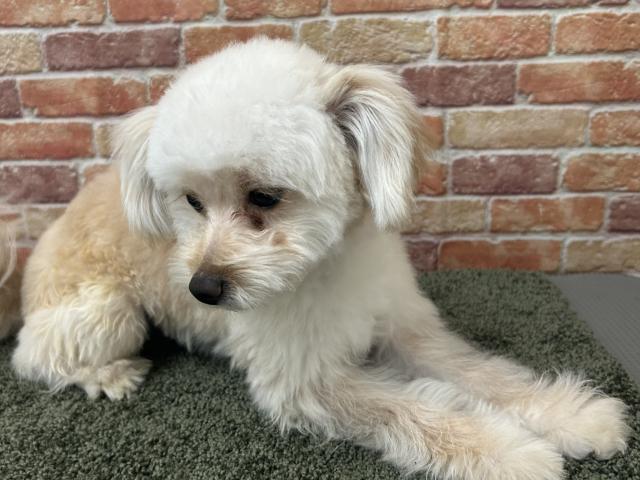 石川県のポメプー(ポメラニアン×プードル) (ペットアミ 津幡店/2025年5月23日生まれ/男の子/クリーム)の子犬の4枚目の画像