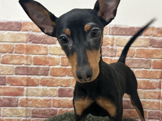 ミニチュアピンシャー