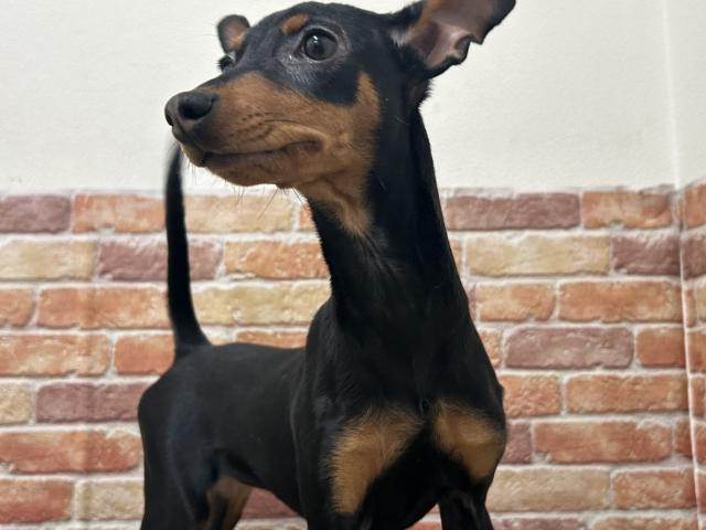 ミニチュアピンシャー