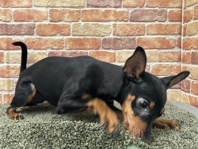 ミニチュアピンシャー