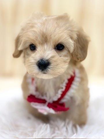 （トイプードル×マルチーズ）