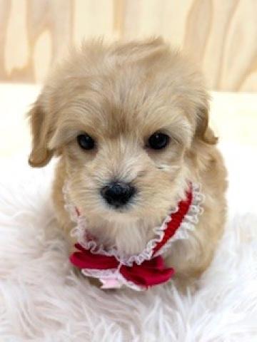 （トイプードル×マルチーズ）