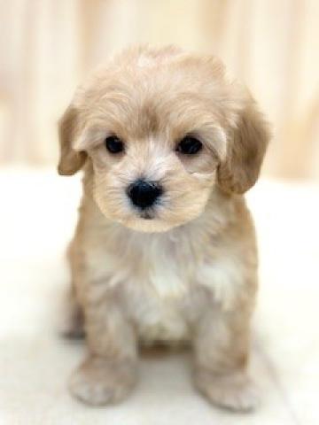 （トイプードル×マルチーズ）