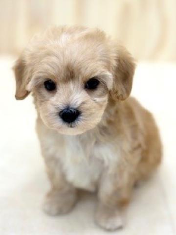 （トイプードル×マルチーズ）