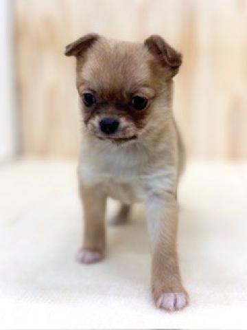 チワワ（ロングコート）