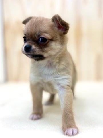 チワワ（ロングコート）