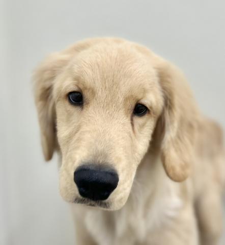 新潟県のゴールデンレトリバー (ペットアミ 小千谷店/2025年8月23日生まれ/男の子/ゴールド)の子犬の3枚目の画像