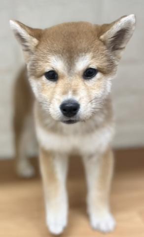 新潟県の柴犬(標準サイズ) (ペットアミ 小千谷店/2025年11月1日生まれ/女の子/レッド)の子犬の3枚目の画像