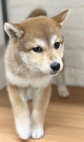 新潟県の柴犬(標準サイズ) (ペットアミ 小千谷店/2025年11月1日生まれ/女の子/レッド)の子犬の4枚目の画像