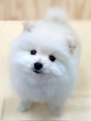 ポメラニアン