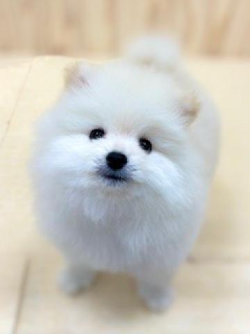 ポメラニアン