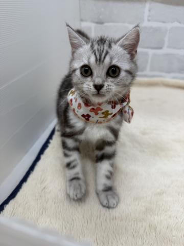 三重県のアメリカンショートヘアー (ペットアミ 松阪店/2025年10月9日生まれ/女の子/シルバータビー)の子猫の2枚目の画像