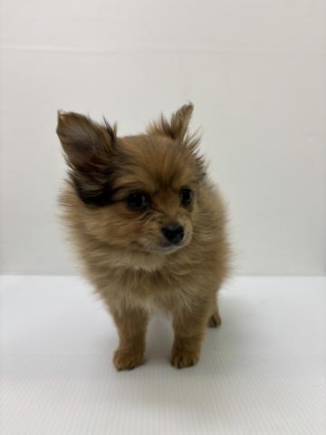 新潟県のハーフ犬・ミックス犬 (ペットアミ 新発田店/2025年9月29日生まれ/女の子/その他色)の子犬の1枚目の画像