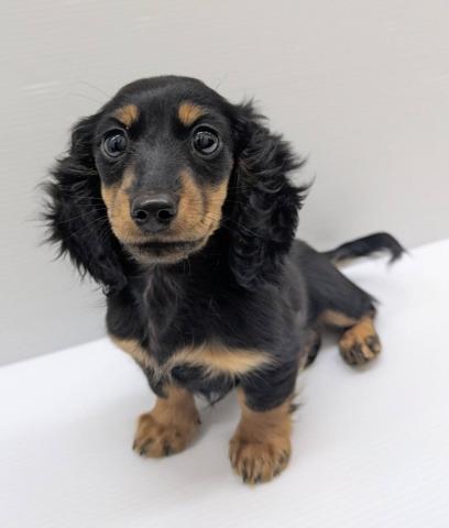 宮城県のミニチュアダックスフンド(ロング) (ペットアミ 佐沼店/2025年11月15日生まれ/女の子/ブラックタン)の子犬の4枚目の画像