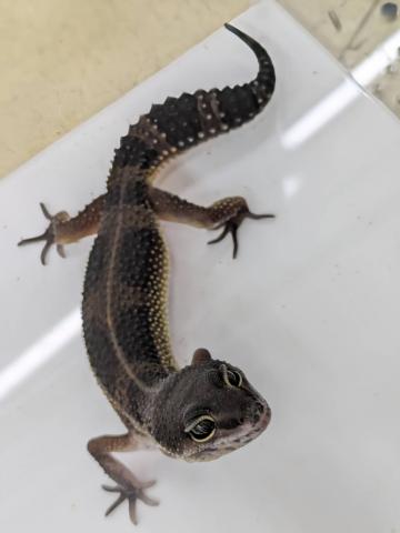 ヒョウモントカゲモドキ