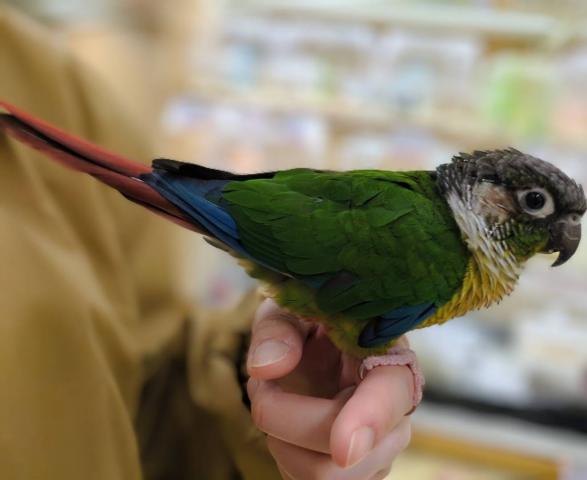 ワキコガネウロコインコ