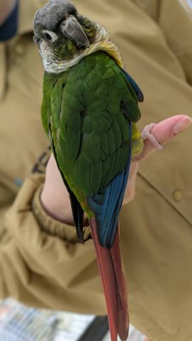 ワキコガネウロコインコ