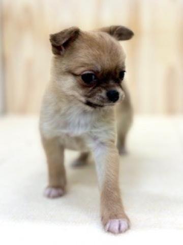 新潟県のチワワ(ロング) (ペットアミ 柏崎店/2025年12月13日生まれ/女の子/レッドホワイト)の子犬の2枚目の画像