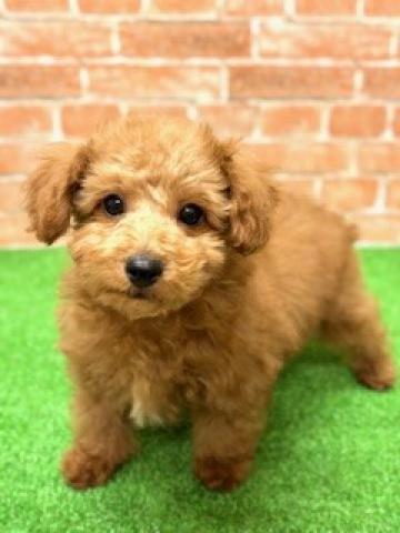 新潟県のトイプードル(トイ) (ペットアミ 柏崎店/2025年11月2日生まれ/男の子/レッド)の子犬の1枚目の画像