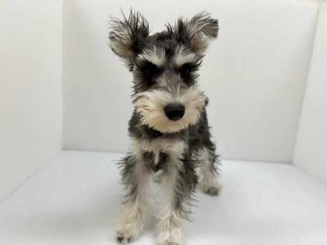 千葉県のミニチュアシュナウザー (ペットアミ 館山店/2025年9月10日生まれ/男の子/ブラックシルバー)の子犬の1枚目の画像