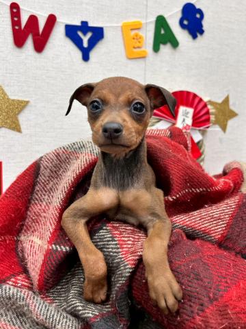 秋田県のハーフ犬・ミックス犬 (ペットアミ 能代東インター店/2025年11月20日生まれ/男の子/レッド)の子犬の1枚目の画像