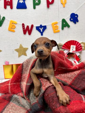 秋田県のハーフ犬・ミックス犬 (ペットアミ 能代東インター店/2025年11月20日生まれ/男の子/レッド)の子犬の2枚目の画像