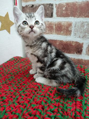 秋田県のアメリカンショートヘアー (ペットアミ 能代東インター店/2025年10月23日生まれ/男の子/シルバータビー)の子猫の1枚目の画像