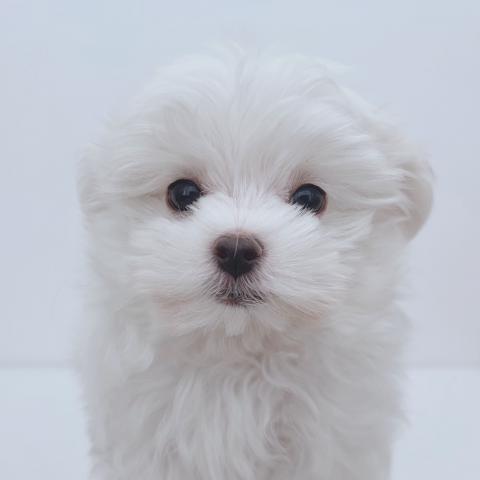 新潟県のマルチーズ (ペットアミ 新津店/2025年11月29日生まれ/男の子/ホワイト)の子犬の1枚目の画像