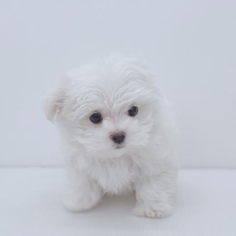 新潟県のマルチーズ (ペットアミ 新津店/2025年11月29日生まれ/男の子/ホワイト)の子犬の3枚目の画像