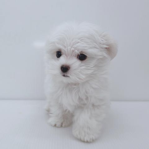 新潟県のマルチーズ (ペットアミ 新津店/2025年11月29日生まれ/男の子/ホワイト)の子犬の4枚目の画像