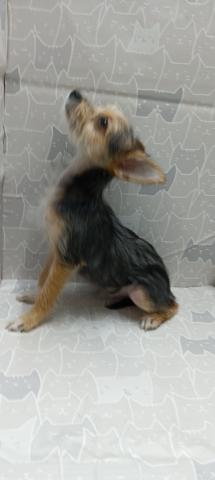 チワワ×ヨーキー