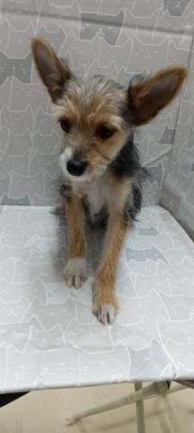 チワワ×ヨーキー