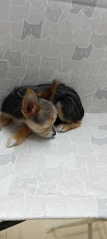 チワワ×ヨーキー