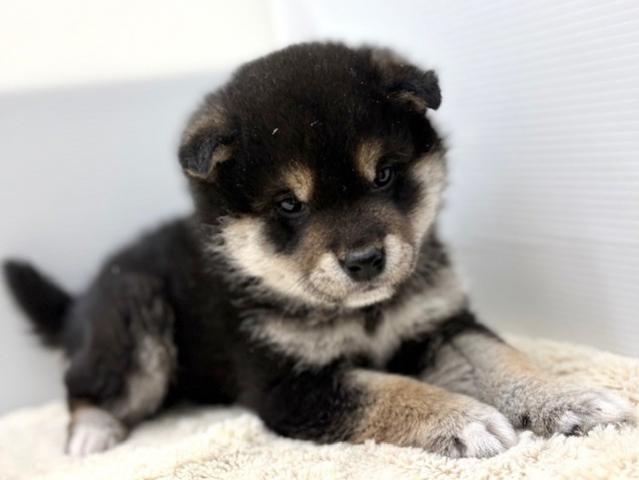 新潟県の柴犬(標準サイズ) (ペットアミ 新潟西店/2026年12月12日生まれ/男の子/フォーンホワイト)の子犬の2枚目の画像